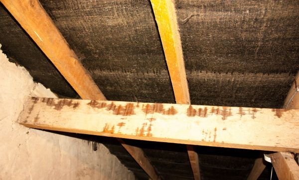 Attic Water Damage Repair in Bainbridge Island